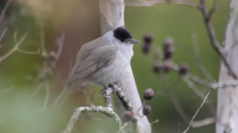 Sortie ornithologique à Beaulieu : découvrez les oiseaux locaux