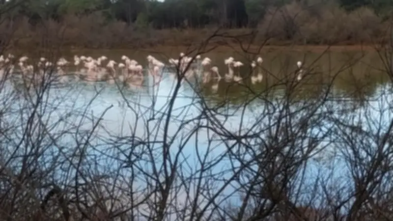Sortie ornithologique à l'étang de Vendres le 10 mai