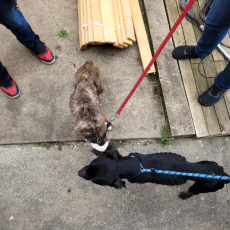 SPA Périgueux sauve deux chiens abandonnés sans eau ni nourriture