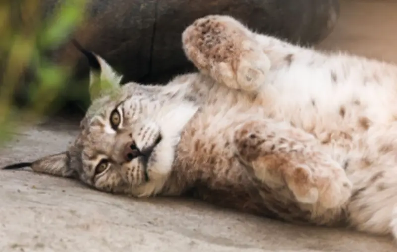Strasbourg : 62 ans, 3 mois avec sursis pour avoir tué un lynx à coups de bâton