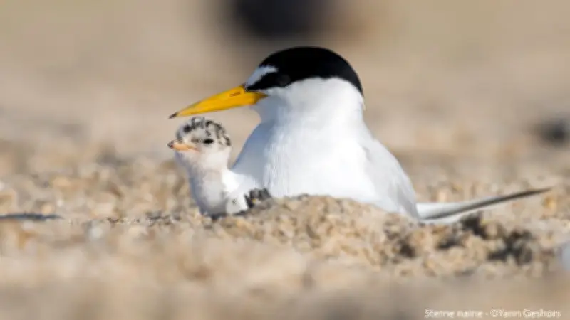 Sur la lagune de Thau, les oiseaux menacés par les promeneurs et leurs chiens