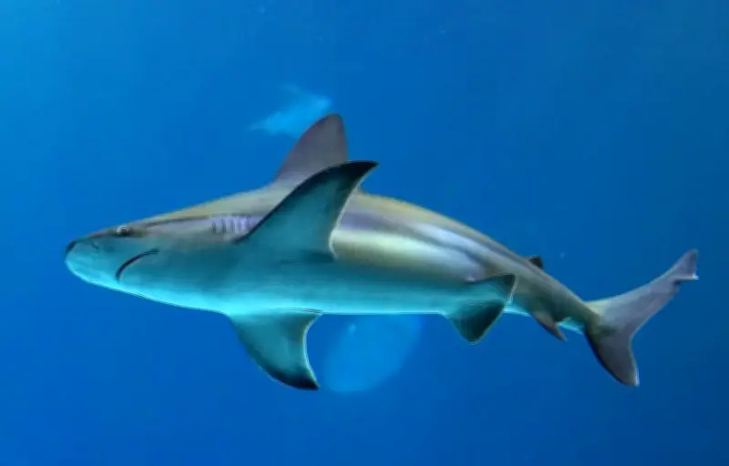 Surfeurs calmes face à un requin : une poursuite de 5 minutes