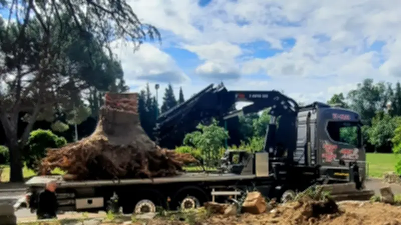 Tempête Nils : un cèdre centenaire disparaît à Babeau-Bouldoux