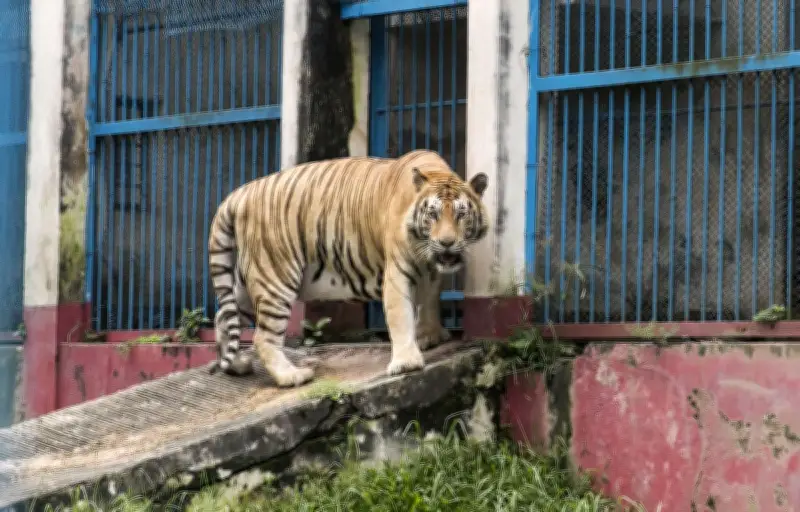 Tigre fugitif abattu en Allemagne : 280 kg de fauve traqué par la police