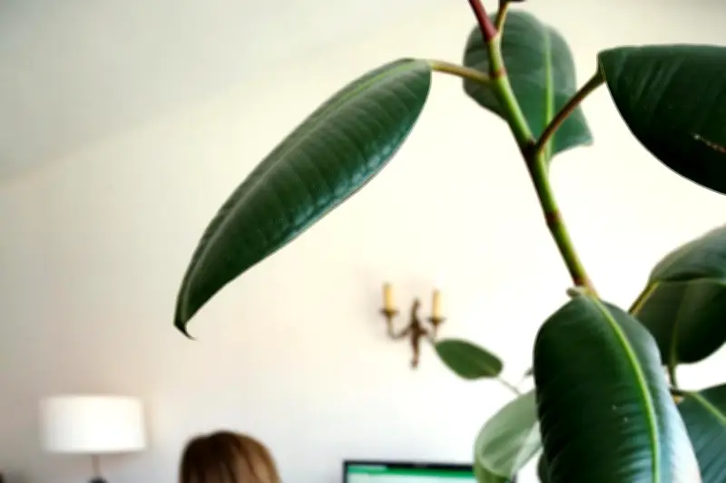 Télétravail : un gain de productivité réel mais limité selon l'Insee