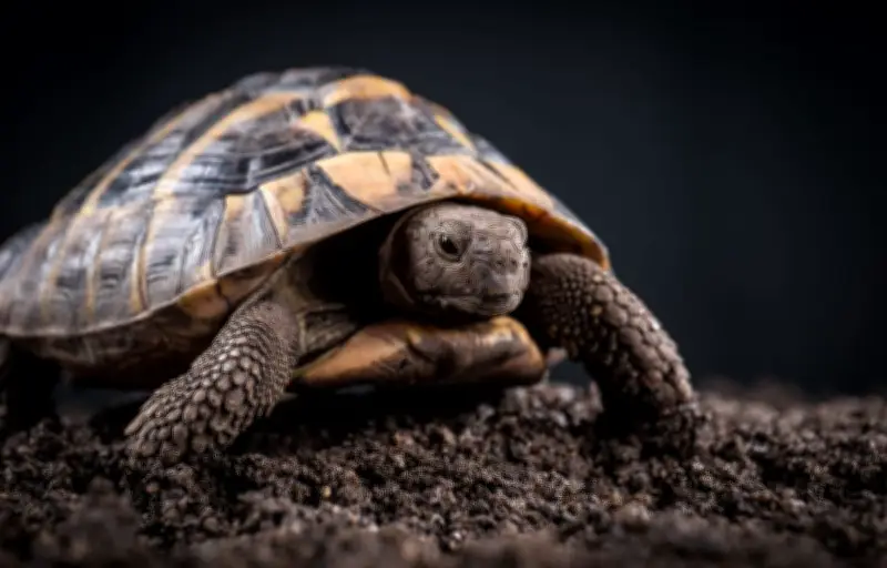 Tortues d'Hermann : le suicide démographique observé dans la nature