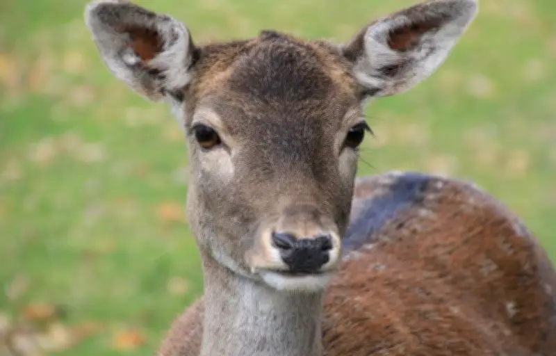 Tour de Hongrie : une biche évitée de justesse par le peloton