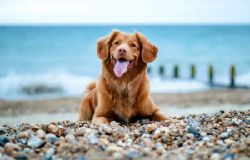 Toutourisme : la France mise sur les vacances avec son chien