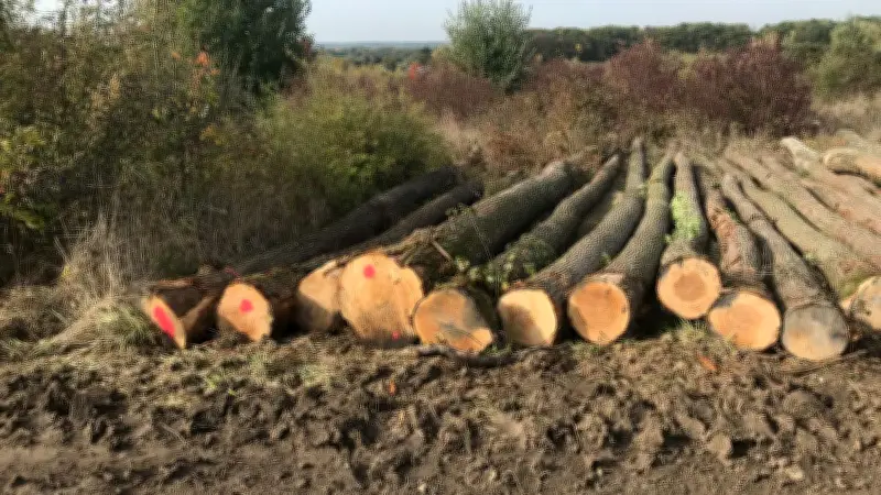 Trafic de bois vers la Chine : condamné en appel, le bûcheron peut reprendre son métier