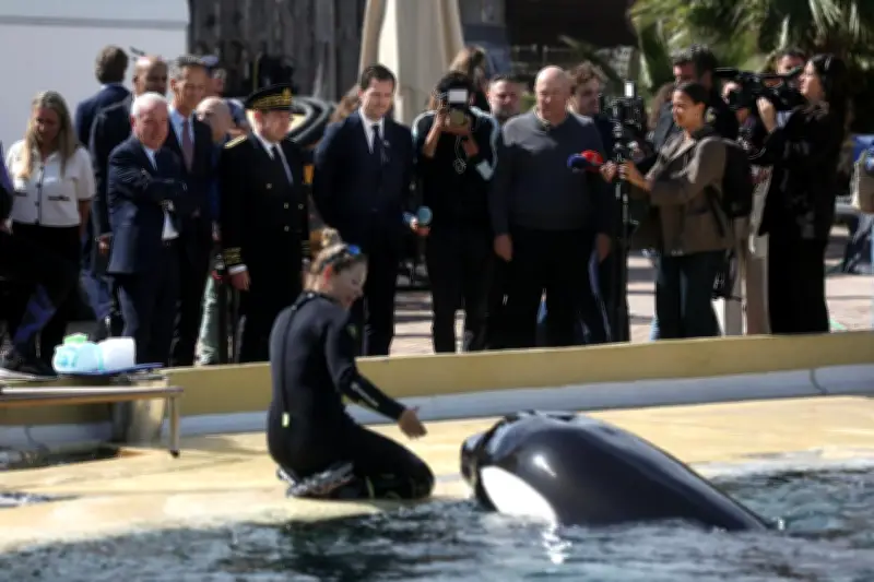 Transfert des cétacés de Marineland : One Voice et l'État s'opposent sur l'Espagne