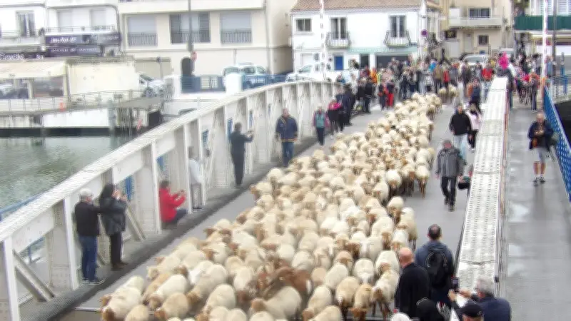 Transhumance de 300 brebis de l'Espiguette au Boucanet