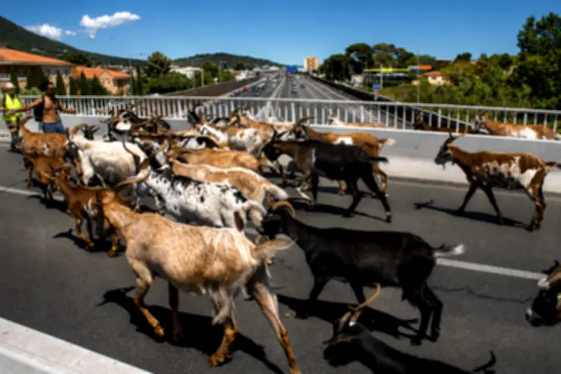 Transhumance de chèvres sur l'autoroute entre La Garde et La Valette