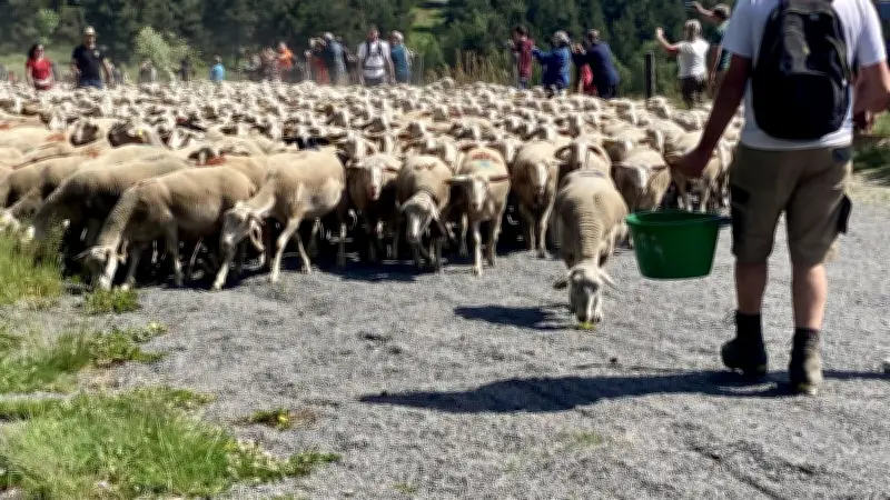 Transhumance et pastoralisme : une pratique à soutenir et célébrer