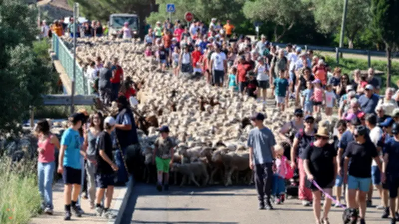 Transhumance partagée entre Bezouce et Cabrières : un succès festif