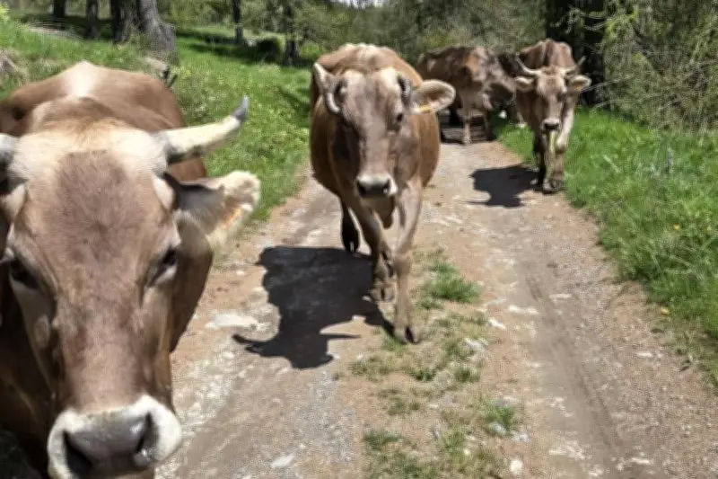 Transhumance à Roubion : marche avec les vaches le 24 mai 2026