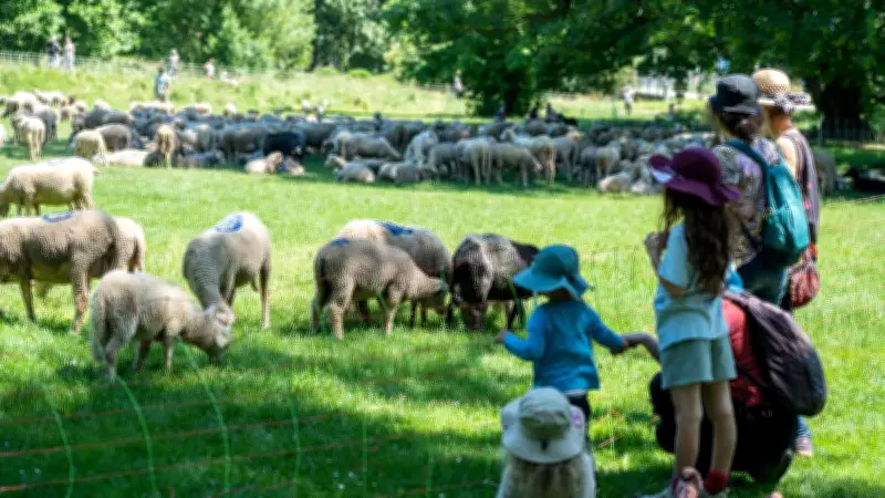 Transhumance spectaculaire de 500 brebis dans la banlieue de Grenoble