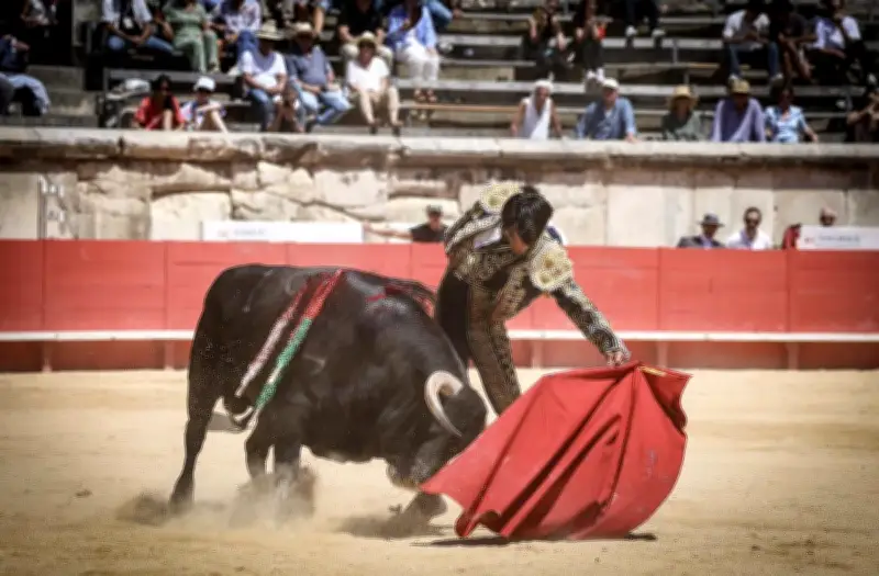 Triomphe de Clovis Germain à Nîmes et actualité taurine
