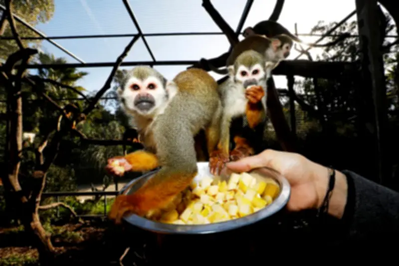Trois Marseillais condamnés pour le vol de singes écureuils au zoo de La Londe
