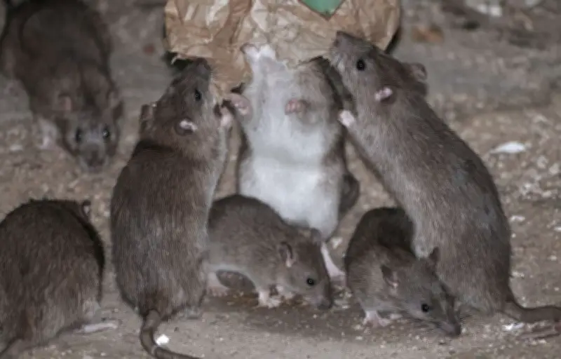 Trois morts du hantavirus sur un bateau de croisière : ce qu'il faut savoir