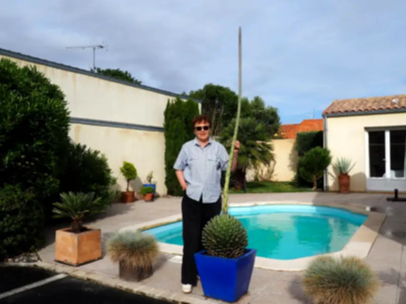 Un agave rare fleurit après 14 ans à L'Houmeau