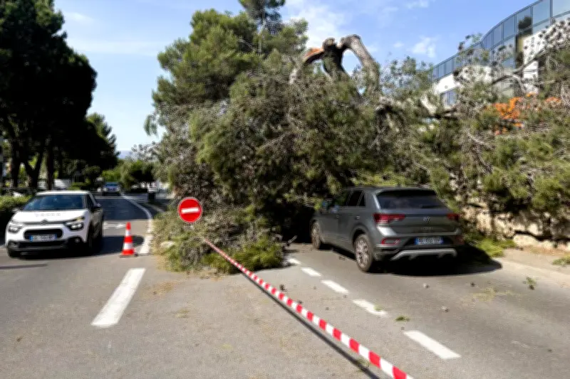 Un arbre s'effondre sur une route près d'Antibes, circulation coupée
