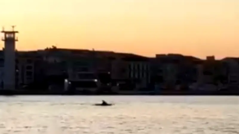 Un banc de dauphins aperçu dans le port de Sète, un spectacle magnifique