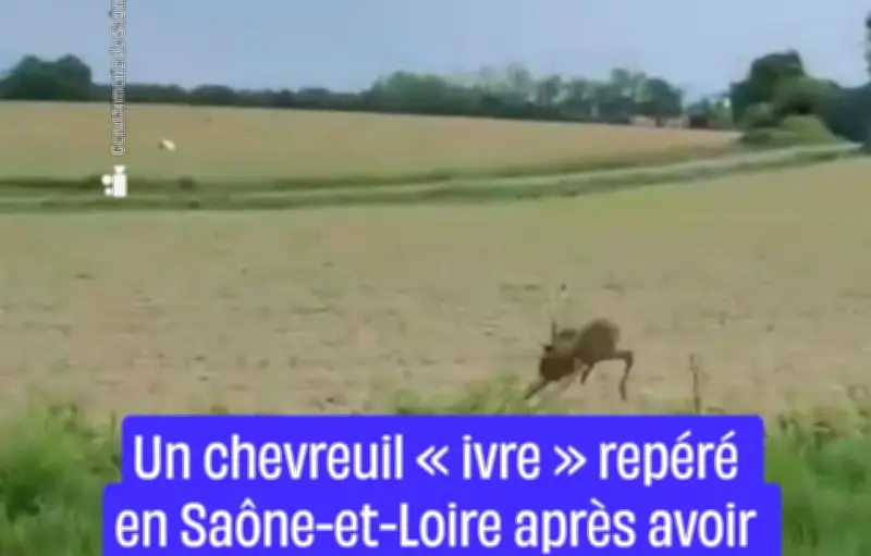 Un chevreuil « ivre » repéré en Saône-et-Loire après avoir mangé des fruits fermentés