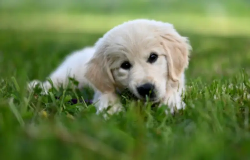 Un chiot envahit le terrain en Argentine et devient la star du match