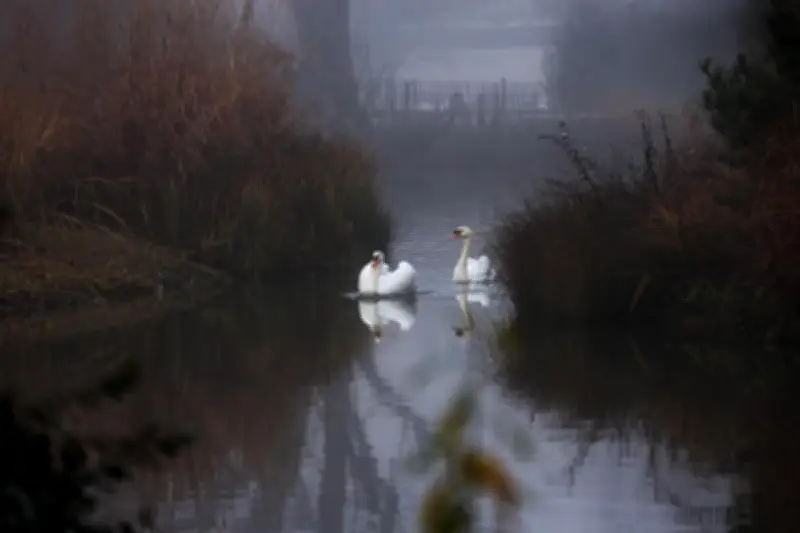 Un cygne tué par un chien sans laisse à Pau, la mairie menace de poursuites