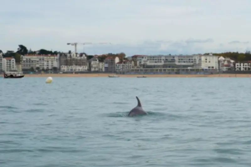 Un deuxième dauphin s'installe dans la baie de Saint-Jean-de-Luz