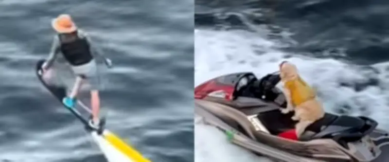 Un homme en jet pack promène son golden retriever en jet-ski en Floride