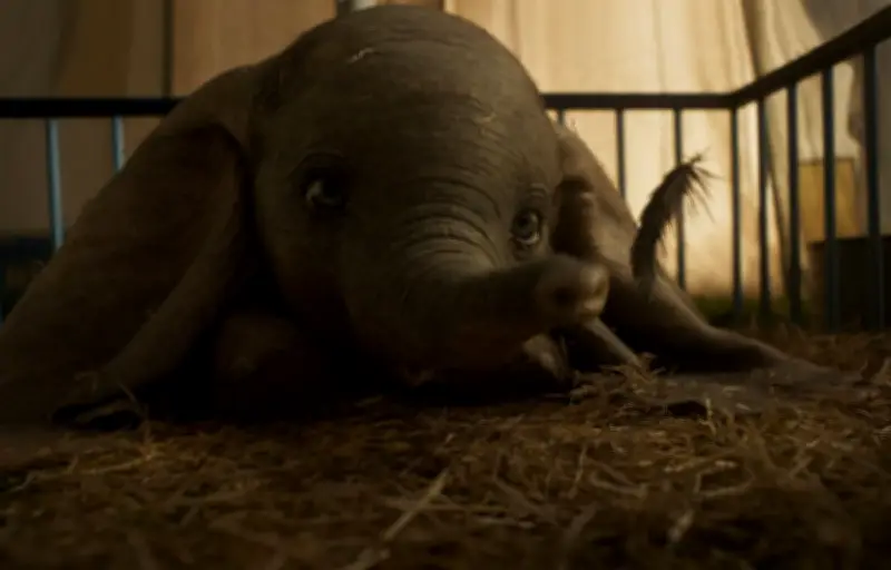 Un éléphant veille un corps humain : l'histoire émouvante qui a piégé X