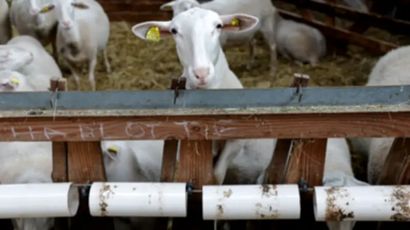 Un lycéen soupçonné de zoophilie sur une brebis, enquête ouverte