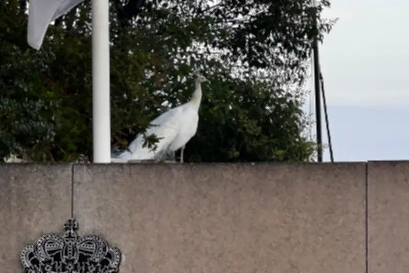 Un magnifique paon blanc aperçu en vadrouille sur le toit d'un musée à Monaco