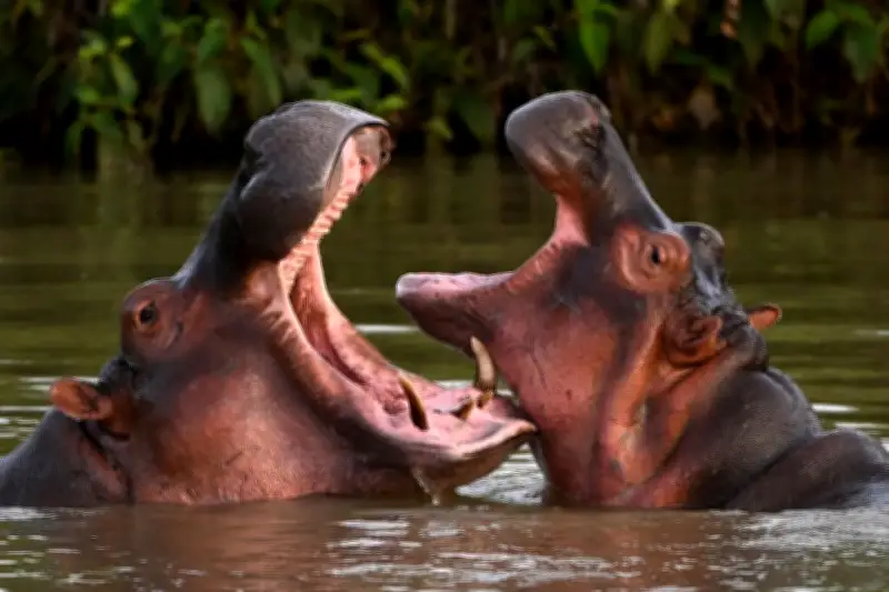 Un mécène indien sauve les hippopotames d'Escobar condamnés en Colombie
