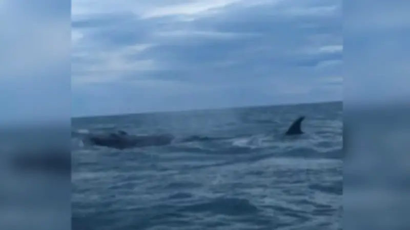 Un moniteur de kite surf croise une baleine au large de Saint-Pierre-la-Mer