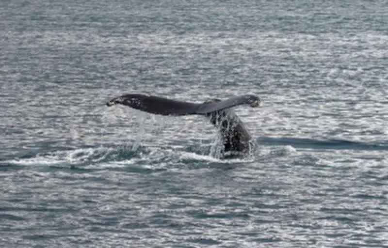 Un moniteur de kitesurf croise une baleine au large de Narbonne
