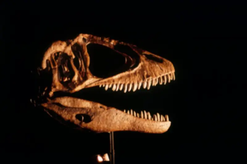 Un musée allemand va restituer un crâne de dinosaure au Brésil