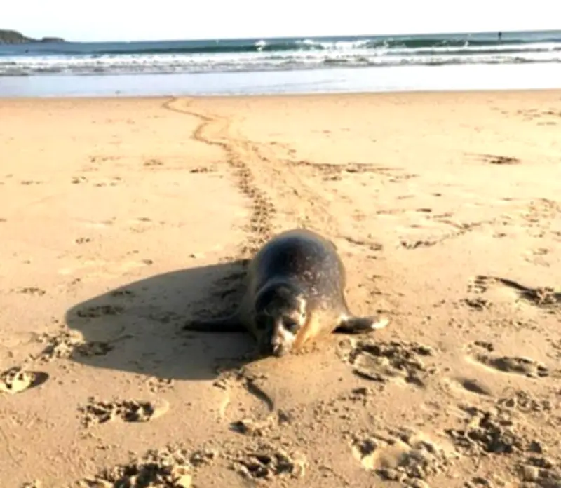 Un phoque veau marin échoué sur la plage d'Hendaye exfiltré vers Biarritz