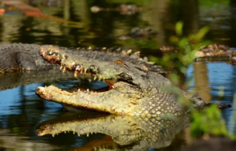 Un policier hélitreuillé pour repêcher un crocodile en Afrique du Sud