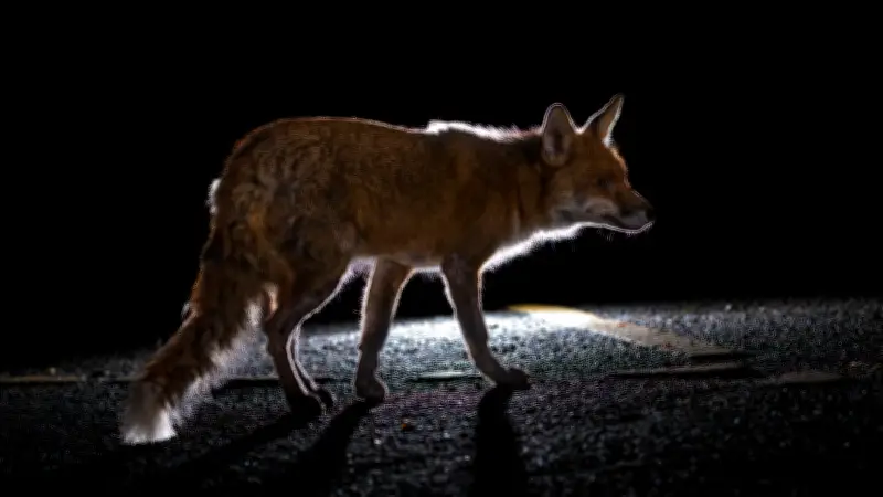 Un renard vole 19 boules de pétanque en Dordogne