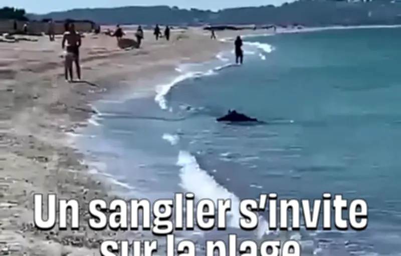 Un sanglier de 45 kg surgit de l’eau et sème la panique sur une plage du Var