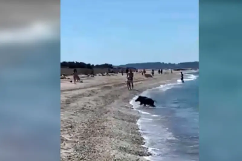 Un sanglier surgit de l'eau sur une plage de Hyères, les baigneurs stupéfaits