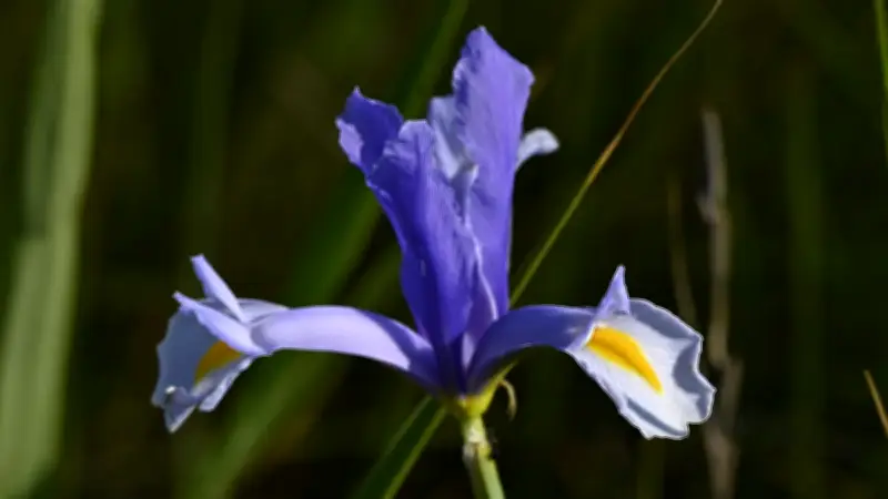 Un trésor botanique protégé s'épanouit à la Grande Maïre