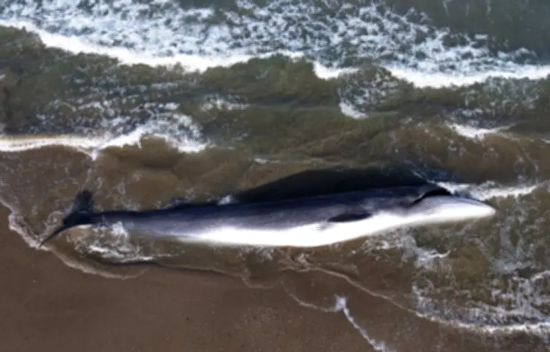 Une baleine de 10 mètres s'échoue et meurt sur l'île de Ré