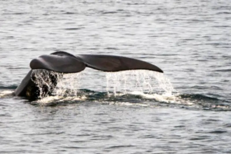 Une baleine de 12 tonnes échouée sur une plage de l'Île de Ré