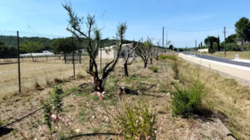 Une dizaine d'oliviers sauvés et replantés à Lézignan-la-Cèbe