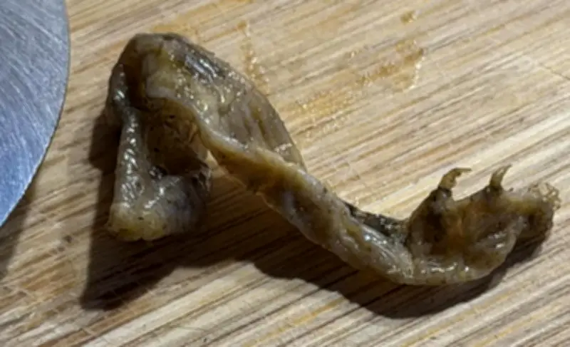 Une Paloise trouve une patte de rongeur dans une conserve Lidl