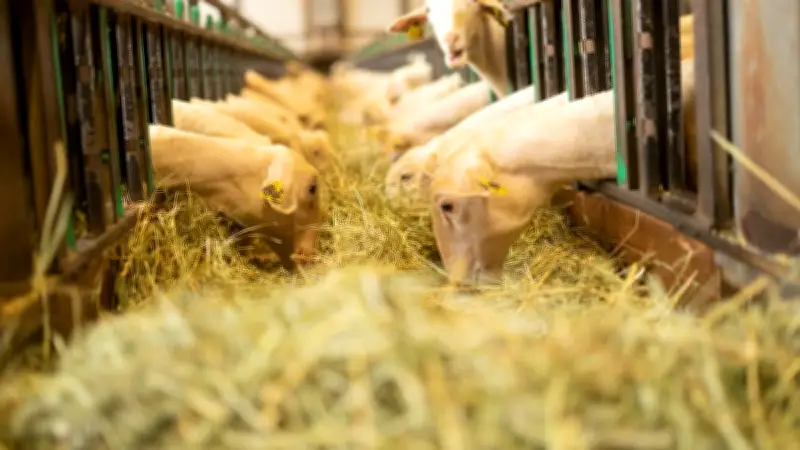 Upra lacaune prépare l'avenir d'un million de brebis en Aveyron