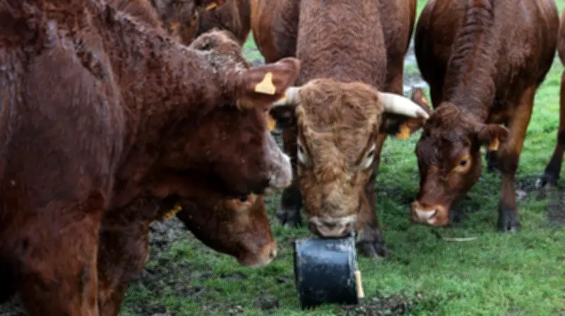 Vaccin contre la dermatose nodulaire bovine : espoir en 18-36 mois